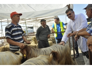 Eskişehir’de Hayvan Pazarı Ve Kurban Kesim Yerlerinde Kontrol Noktaları Oluşturuldu