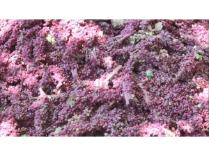 Kahramanmaraş’ta Sumak Ekşisi Hasadı Başladı