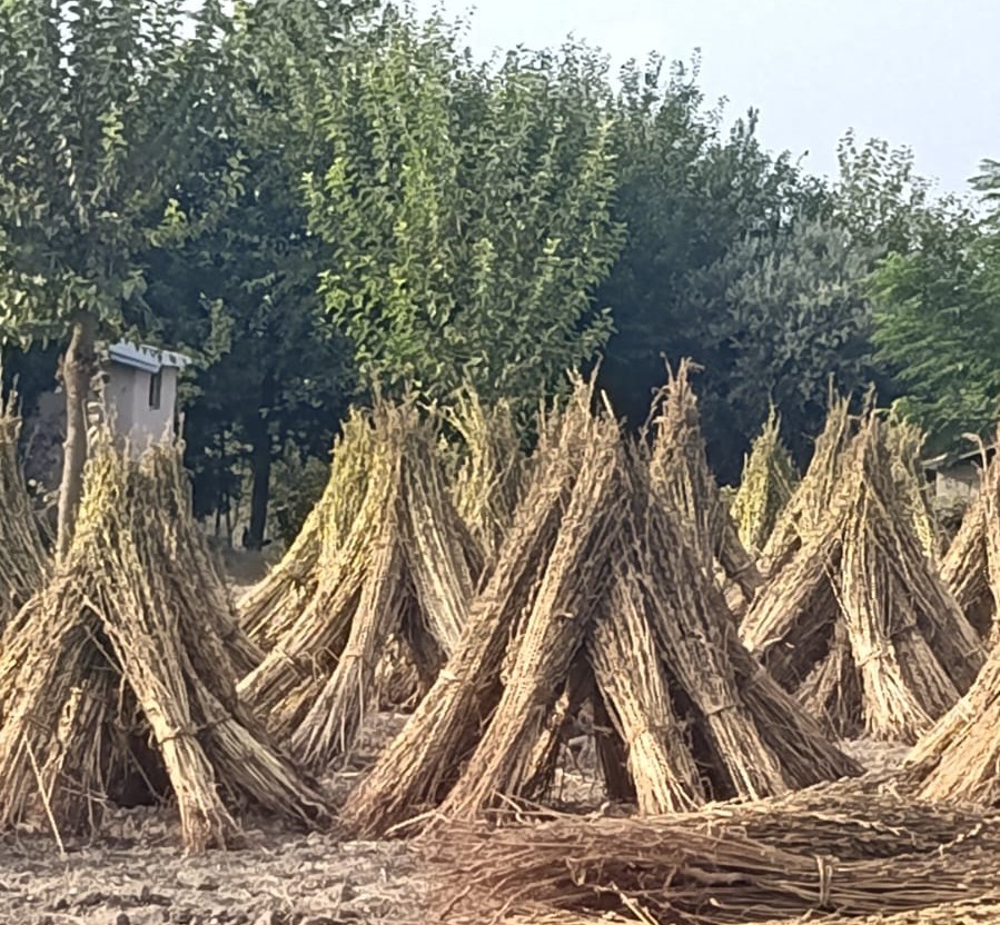 kahramanmaras-ta-susam-hasadi-basladi