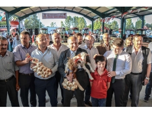 Taşköprü’de En İyi Sarımsak Üreticisi Ve En İyi Buzağı Yetiştiricisi Yarışması Düzenlendi