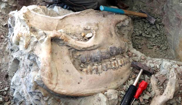 Çankırı'da 8,5 Milyon Yıllık Gergedan Kafatası Fosili Bulundu