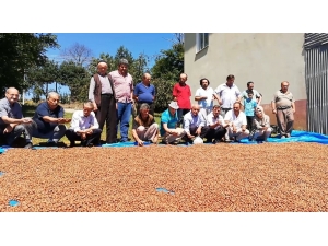 Bafralı Fındık Üreticileri 15 Lira Fiyat Bekliyor