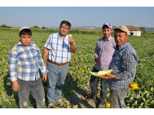 Kırkağaç’ta Kavun Hasadı Başladı