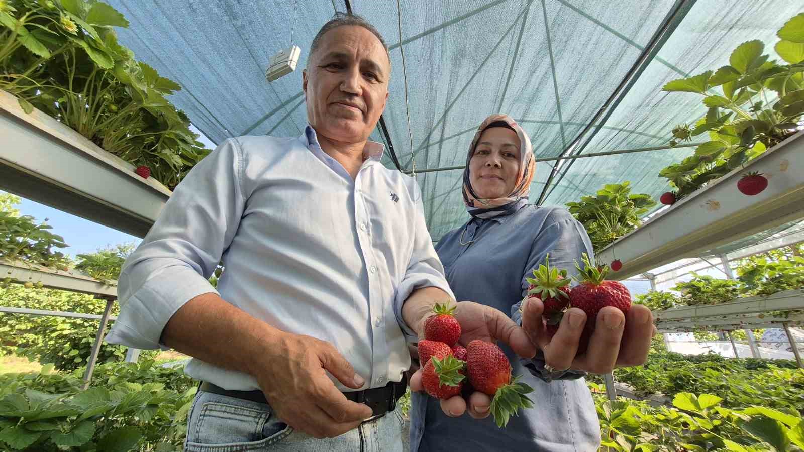 serada-topraksiz-yetistirdikleri-cilek-yasam-enerjileri-oldu