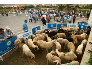 Odunpazarı’ndan Ücretsiz Kurban Kesim Hizmeti