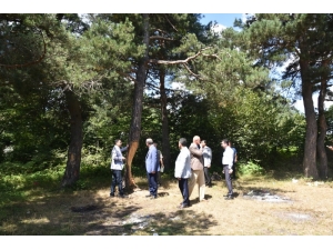 Çıra İçin Tahrip Edilen Çam Ağaçlarının Kurumaması İçin Harekete Geçildi