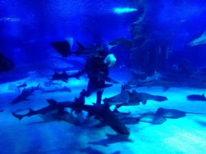 Kum Kaplanı Köpek Balıkları’nın Beslenme Saatine Yoğun İlgi