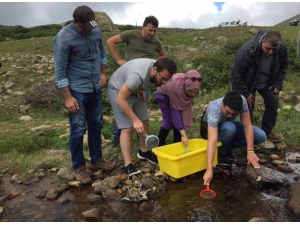 Giresun’a Yıl İçerisinde 100 Binden Fazla Alabalık Salımı Yapıldı