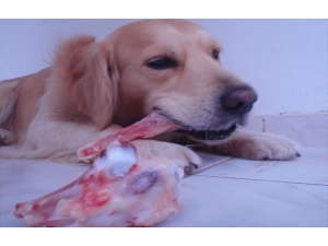 Büyükşehir Uyardı: “Sakatatları Gelişi Güzel Çöpe Atmayın”