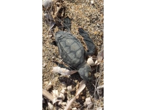 Misinaya Dolanan Yavru Caretta Caretta Denize Ulaşamadı
