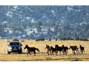 Yılkı Atları Geçen Yıl Gelen 25 Bin Turist Sayısını, Yılın Bu Ayında İkiye Katladı