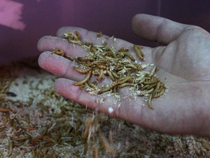 Paketleyip Kilosunu 90 Tl’den Sattığı Kurtlarla Avrupa’ya Açılacak