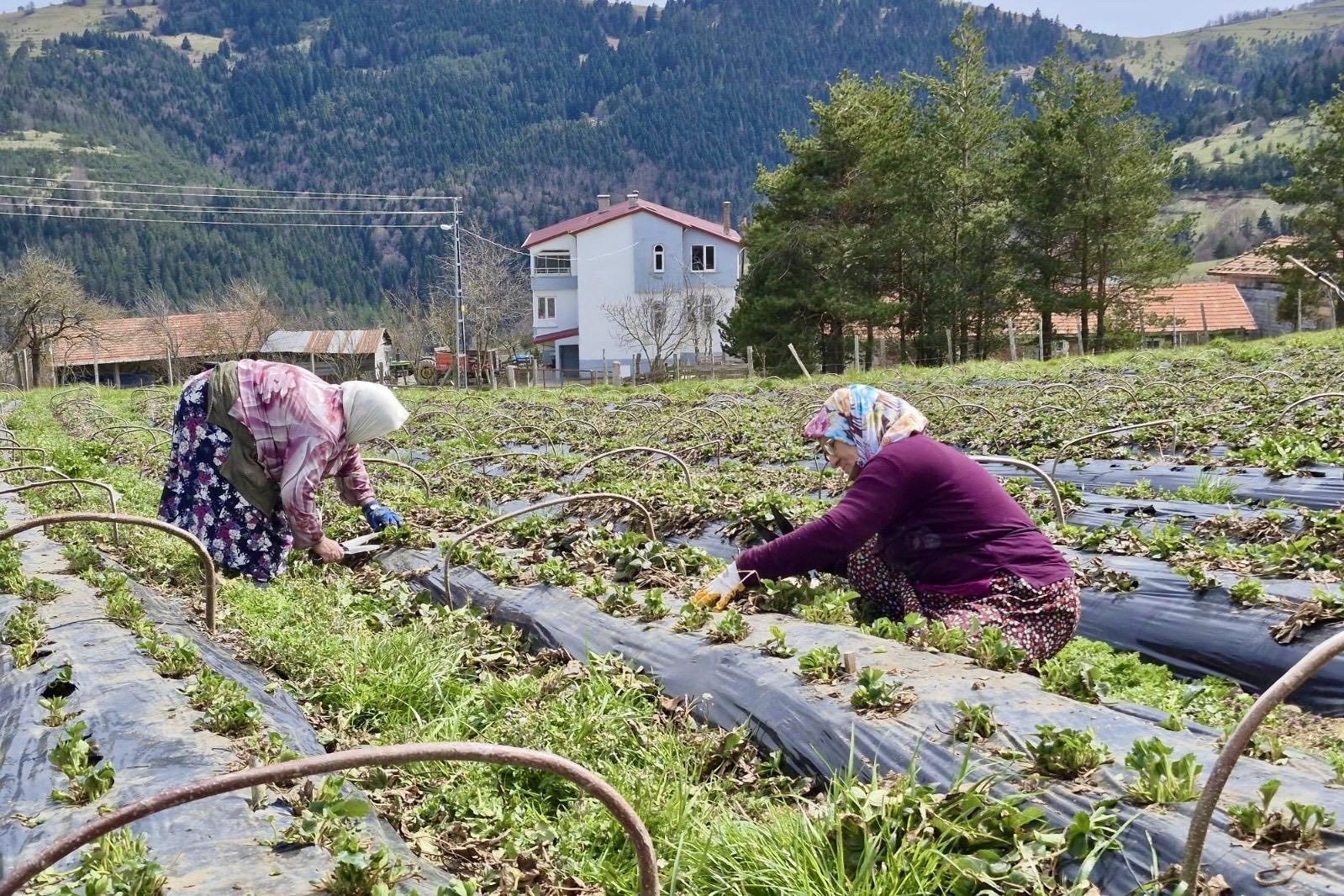 samsun-da-14-bin-358-ureticiye-destek