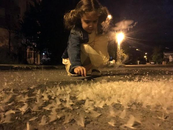 Dün Gece Başlayan 'kelebeklerin Ölüm Dansı', Ardahan'a Kar Gibi Kelebek Ölüsü Yağdırdı