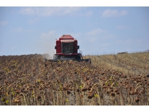 Trakya’nın “Sarı Gelini”nde Hasat Başladı