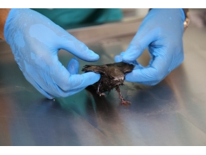 Kapıya Sıkışan Ebabili 6 Yaşındaki Çocuk Kurtardı