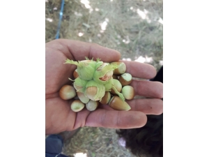 Başkale’de Fındık Hasat