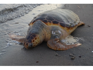Aliağa Sahilinde Caretta Caretta Ölü Bulundu