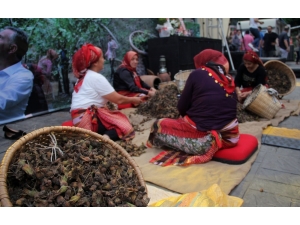 Fındığın Başkenti Giresun’da Fındık Festivali Düzenlendi