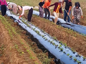 Aydın’da Çilek Fideleri Toprakla Buluşmaya Başladı