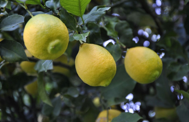 10 Liraya Satılan Limonun Ateşini Hasat Düşürecek