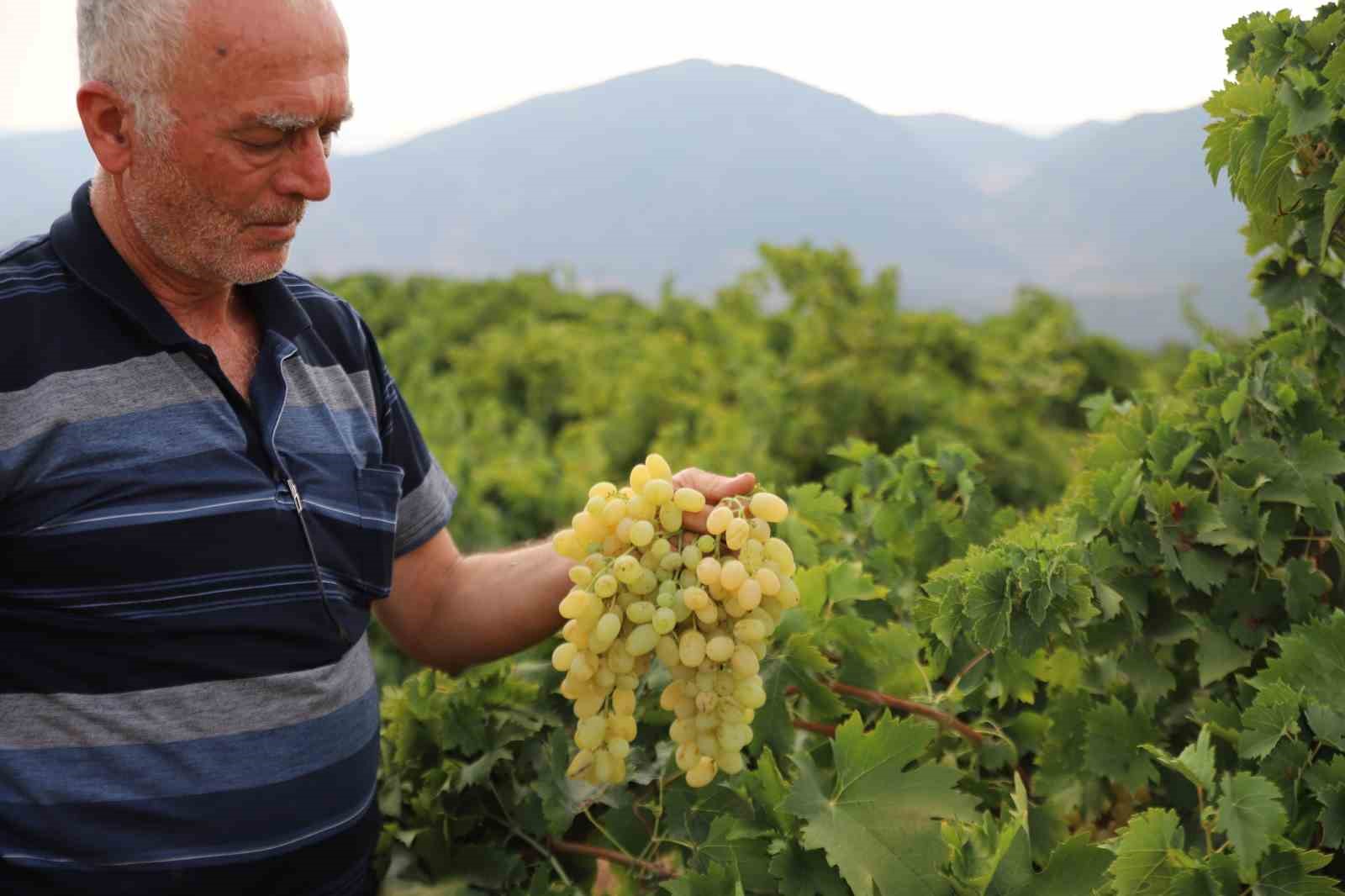meshur-hatun-parmagi-ve-antep-karasi-uzumunun-hasadi-basladi