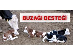 Buzağı Desteği İçin Son 2 Gün