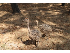 Ormanya’ya 3 Yeni Üye Daha Katıldı