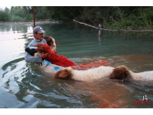 ‘Yünüm Büğet’ Renkli Görüntüler Oluşturdu