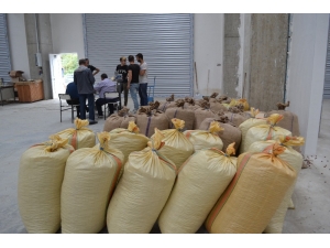 Tzob’dan Fındık Üreticisine Çağrı: "Tmo’yu Bekleyin"