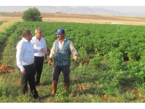 Araban Oavsında Çiçek Ve Koza Dökülmeleri Üreticiyi Tedirgin Etti