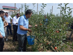 Çifteler’de İlk Hasat Yapıldı