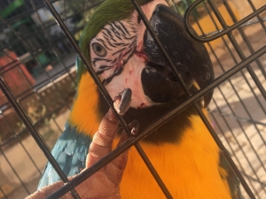 Belediye Ekipleri Papağan Ve Köpeği Kurtardı