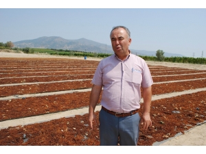 Ziraat Odası’ndan Çiftçilere ’Üzümünü Açığa Dökmeyin’ Çağrısı