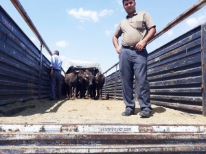 Silvan’da 35 Adet Manda Dağıtıldı