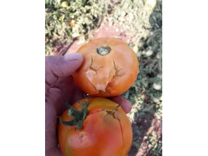 Gediz’de Dolu Yağışı Sebze Üreticisini Vurdu