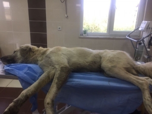 Yaralı Köpeğe Büyükşehir Müdahale Etti