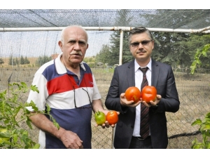 Eskişehir’den Tüm Türkiye’ye Dev Yürek Domatesi