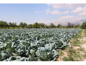 Niğde Beyaz Lahana Üretiminde Türkiye Birincisi