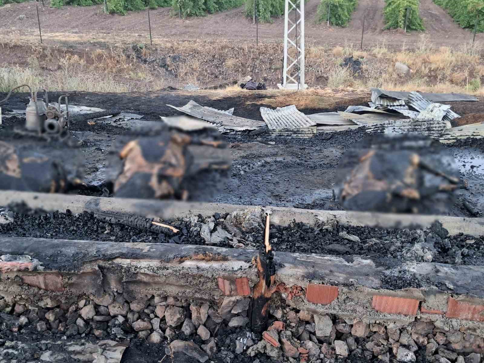 elazig-da-10-gun-once-aldiklari-3-inek-yanginda-telef-oldu