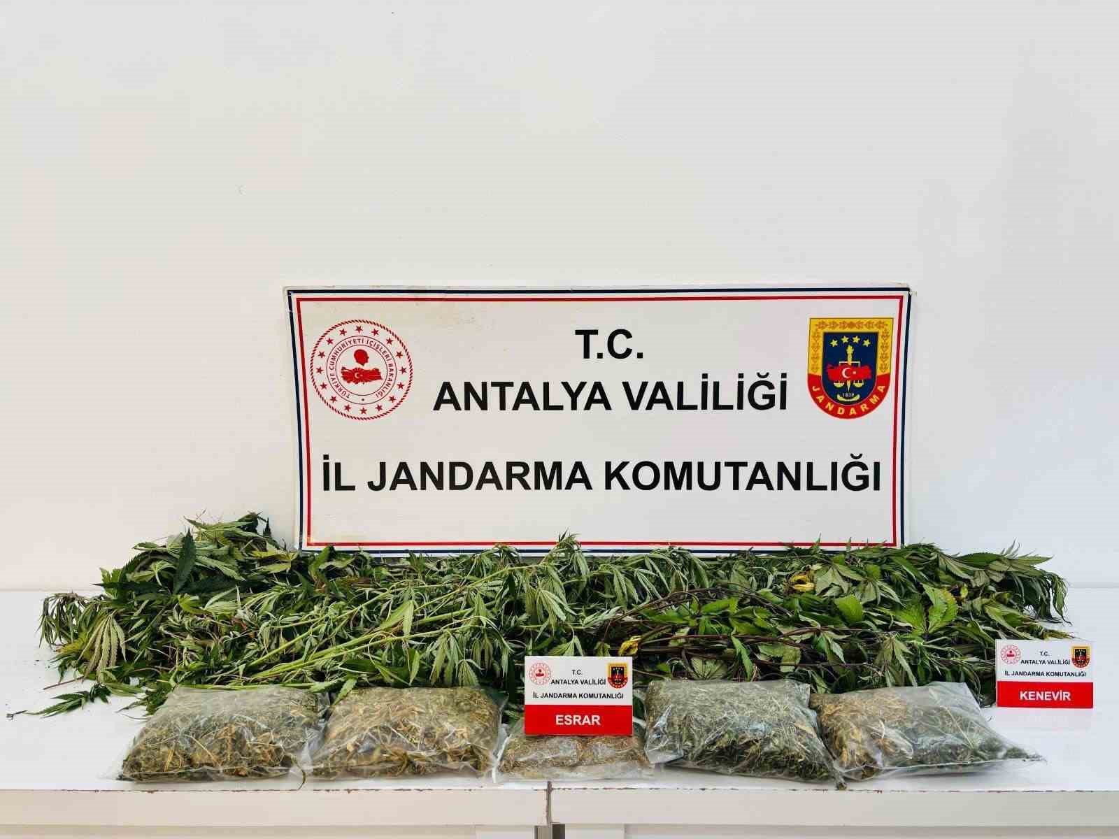alanya-da-uyusturucu-operasyonunda-24-kok-kenevir-ve-2-kilo-642-gram-esrar-ele-gecirildi