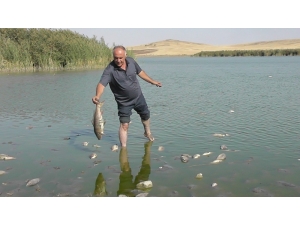 Gölge Korkutan Balık Ölümleri