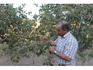 Siirtli Çiftçiler ‘Yeşil Altın’ Hasadına Hazırlanıyor