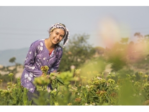 En Özel Tütünü Üretiyorlar Ama Para Etmiyor