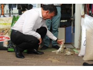 Başkan Akın’dan Sokak Hayvanları İçin Proje