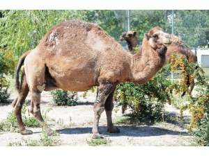 Sincan Evcil Hayvanlar Parkının Yeni Üyeleri