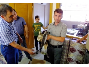 Yaralı Bulduğu Kızıl Şahini Yetkililere Teslim Etti