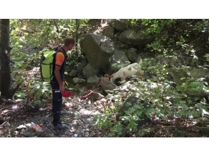 Kayalıklarda Mahsur Kalan Keçiyi Afad Ekipleri Kurtardı