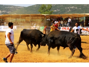 Boğalar Yerkesik’in Güvenliği İçin Güreşti