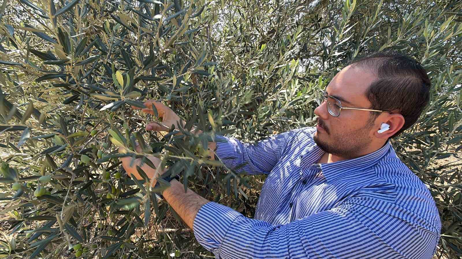 zeytin-hasadi-bu-yil-20-gun-erken-baslayabilir